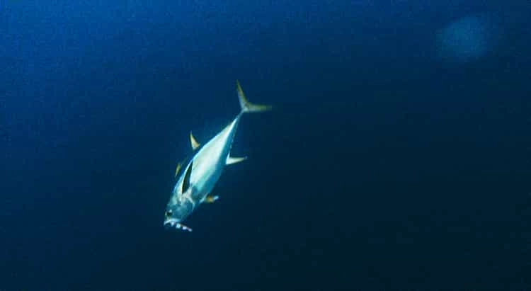 Red Tuna Fishing Mauritius